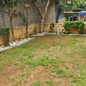 עצים ודשא בגינה עם אבנים דקורטיביות