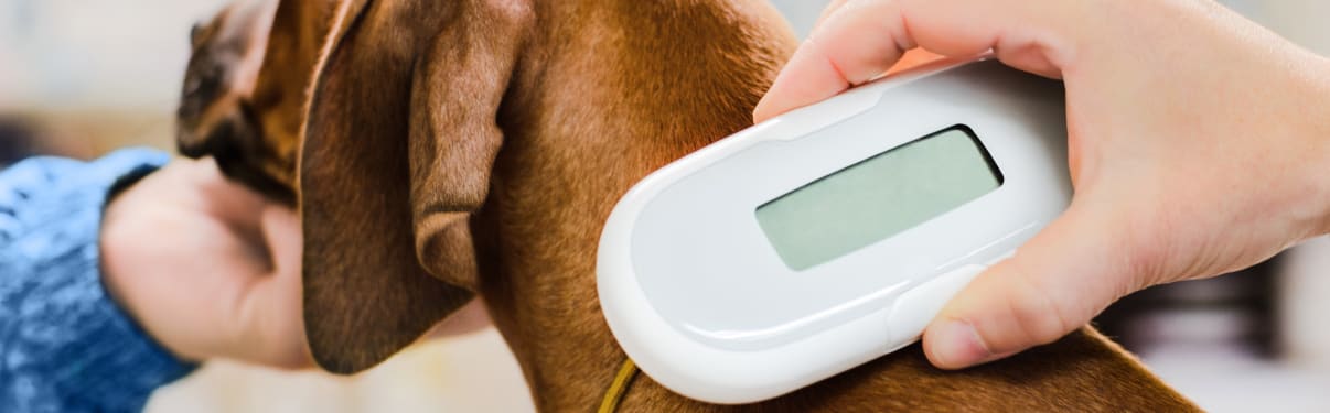 סריקת שבב על כלב