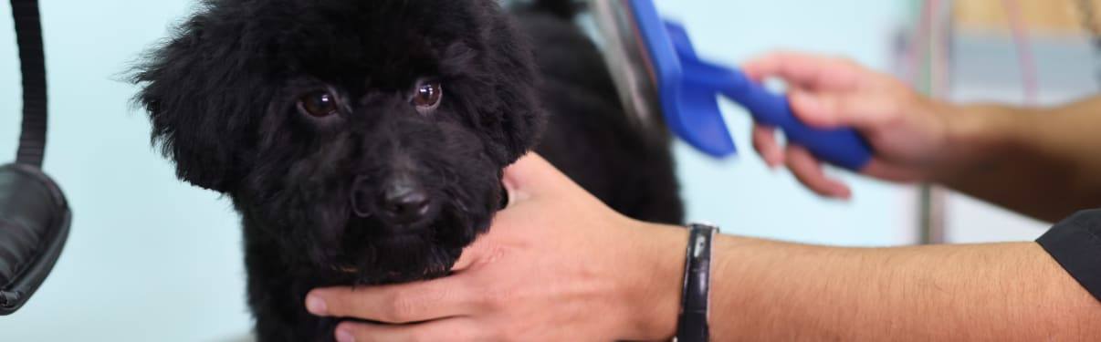 הברשה ודילול שיער לכלב