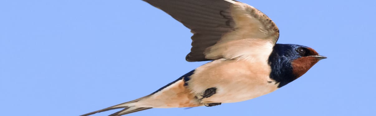 הרחקת סנוניות