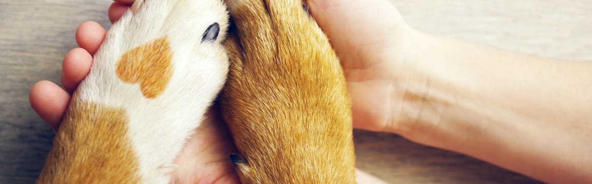 איך מחליטים להרדים כלב