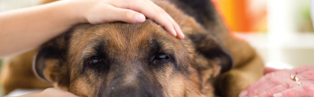 חיסון כלבת לכלב