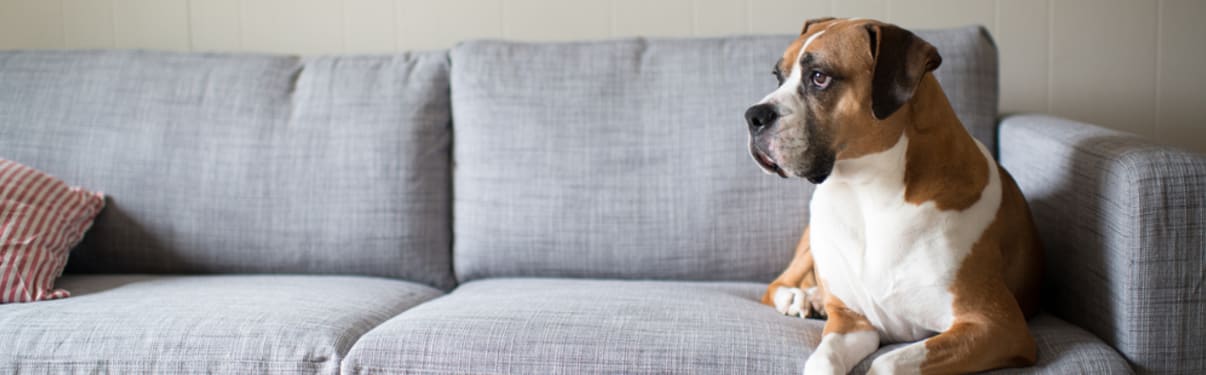 כלב עולה על הספה