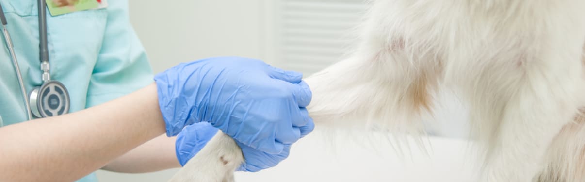 ביצוע בדיקות דם לכלב