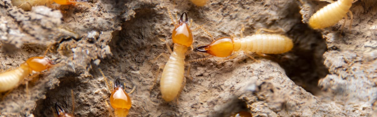 טרמיטים בעץ