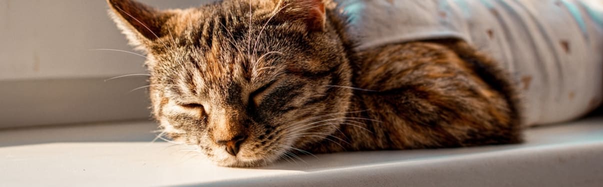 חתולה אחרי עיקור