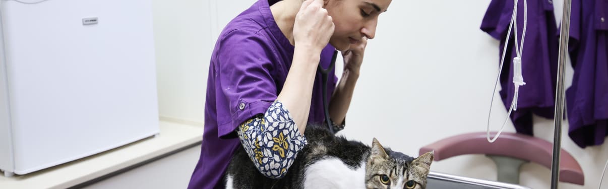 וטרינרית בודקת חתול עם סטטוסקופ על שולחן טיפולים