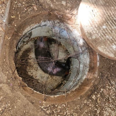 פתח ביוב עם צינור ותשתית חשופה