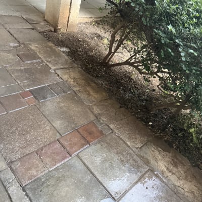 רצפה רטובה ליד שיחים ירוקים
