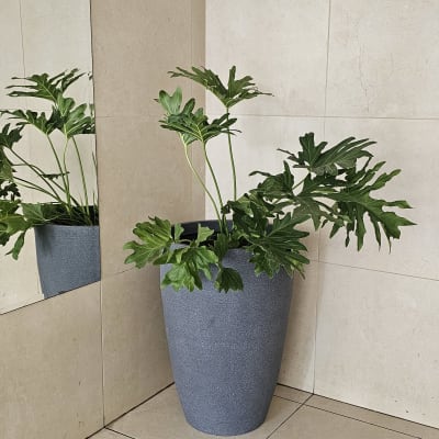 עציץ גדול עם צמח ירוק בפינה פנימית