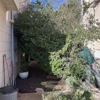 אדם גוזם שיחים בגינה ליד בניין