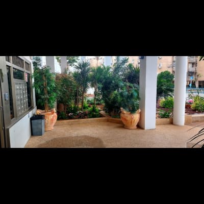 כניסה עם עציצים וצמחייה, ללא סימני הדברה נראים לעין.