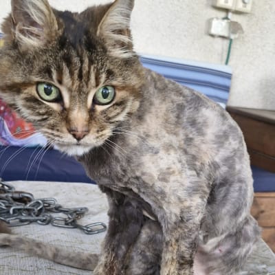 חתול עם תספורת על שולחן