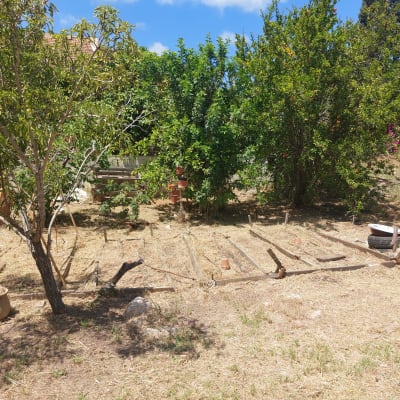 גינה עם עצים וצמחים ביום שמשי