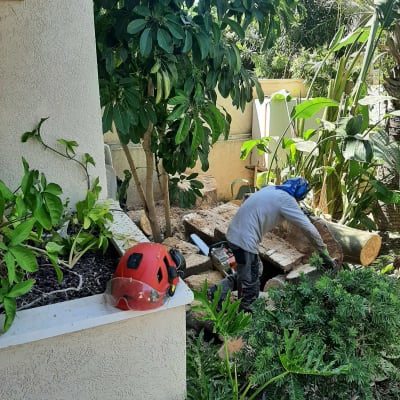 אדם גוזם עץ עם מסור חשמלי בגינה