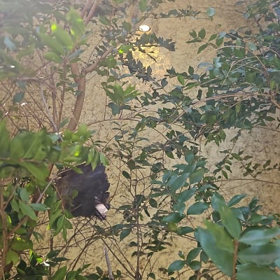 מנורת קיר מוארת בין ענפי עץ ירוק