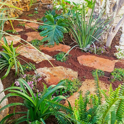 אבני דרך בחצר וצמחים מסביב