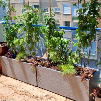 עציצים עם צמחים ירוקים על מרפסת שטופת שמש