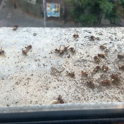 צרעות מתות על אדן חלון, רמז להדברה