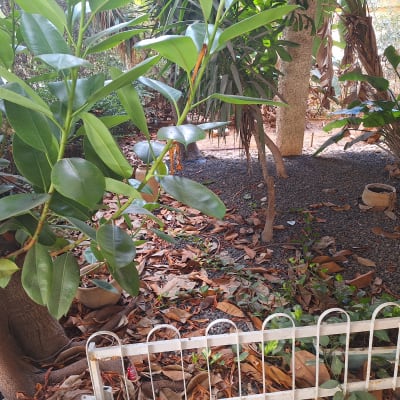 עציצים ועצים בגינה עם עלים יבשים על הקרקע