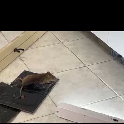 עכבר על מלכודת דבק על רצפה