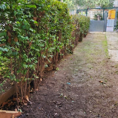 שיחים ירוקים גזומים לאורך שביל אדמה