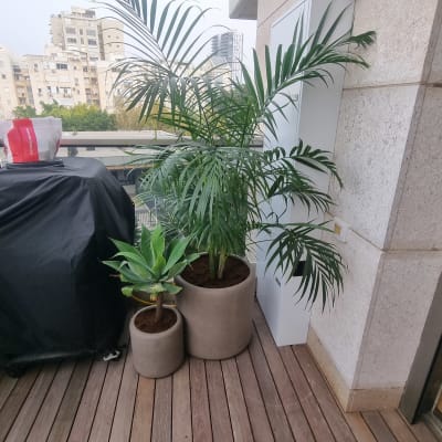 עציצים עם צמחים על מרפסת עץ