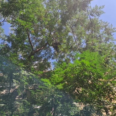 אדם על עץ מבצע גיזום עם חבלים