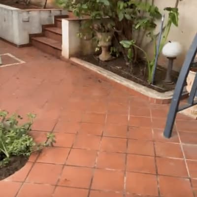 צמחים ושטח מרוצף בגינה