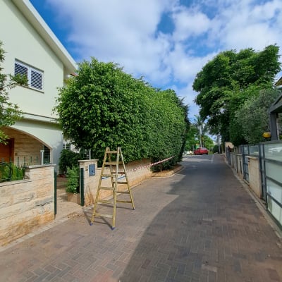 סולם ליד שיחים גבוהים לגיזום