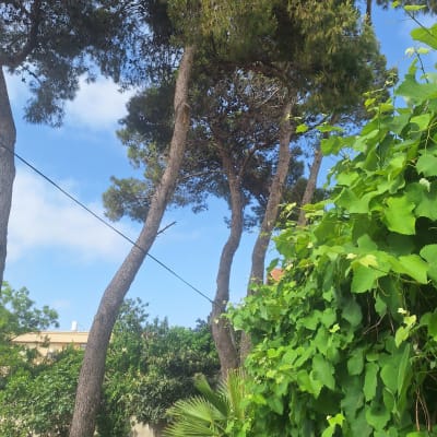 עצים גבוהים וגפנים ירוקים ללא סימני גיזום