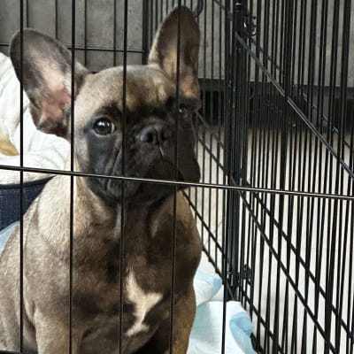 כלב יושב בכלוב אימון עם שמיכה