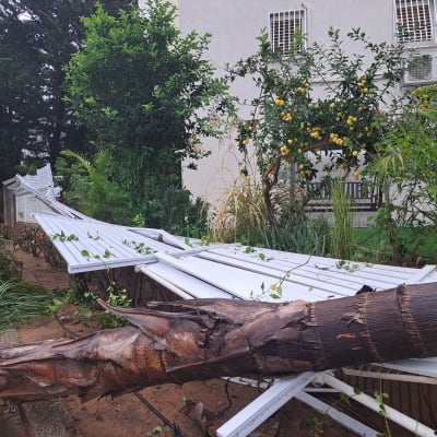 עץ נפל על גדר לבנה ליד בניין מגורים