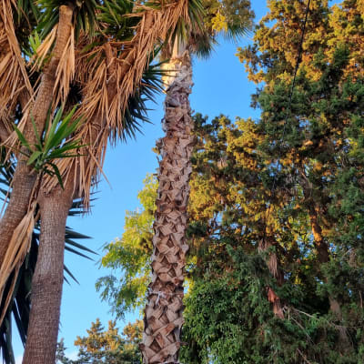 עץ דקל גזום עם עלים יבשים