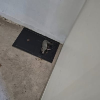 מלכודת עכברים עם עכבר מת על הרצפה