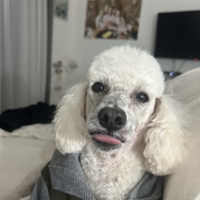 כלב עם פרווה מסודרת ולשון בחוץ