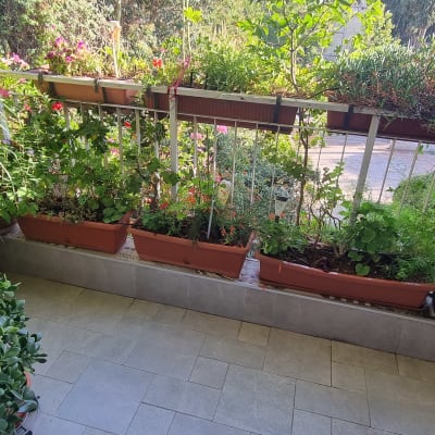 מרפסת עם עציצים וצמחים ירוקים