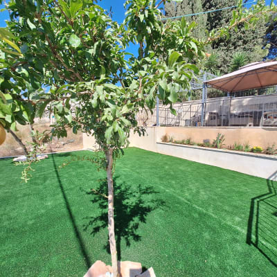 עץ רימון ודשא ירוק בגינה מטופחת