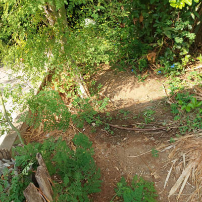 אדמה חשופה עם צמחים ירוקים וענפים בגינה