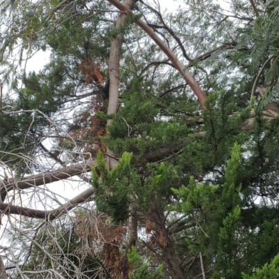 עץ עם ענפים גזומים ויבשים