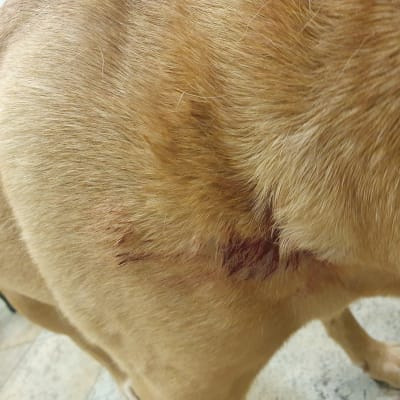 פרווה של כלב עם סימני פציעה קלים