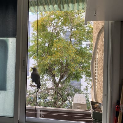 חלון עם תריסים פתוחים חלקית, ציפור יושבת על חוט.