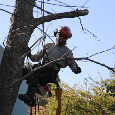 גיזום עצים בגובה