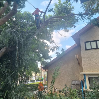 אדם גוזם ענפים על עץ גבוה עם ציוד בטיחות