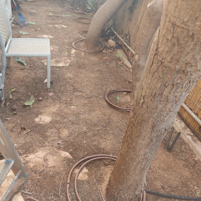 צינורות השקיה סביב עצים בגינה