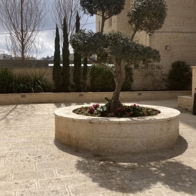 עץ זית בגינה עם פרחים מסביב