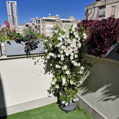 צמחים פורחים על מרפסת עם דשא סינתטי