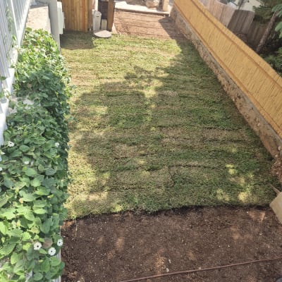 דשא חדש בגינה עם גדר עץ וצמחייה מסביב