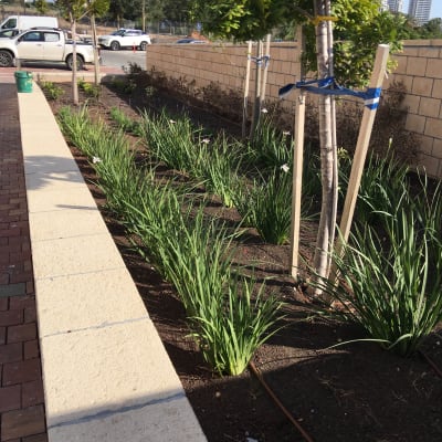 עצים ושתילים בגינה עם מערכת השקיה