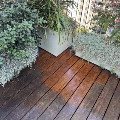 רצפת עץ רטובה עם עציצים ירוקים מסביב